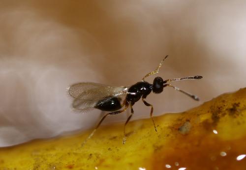 Polynema sp.